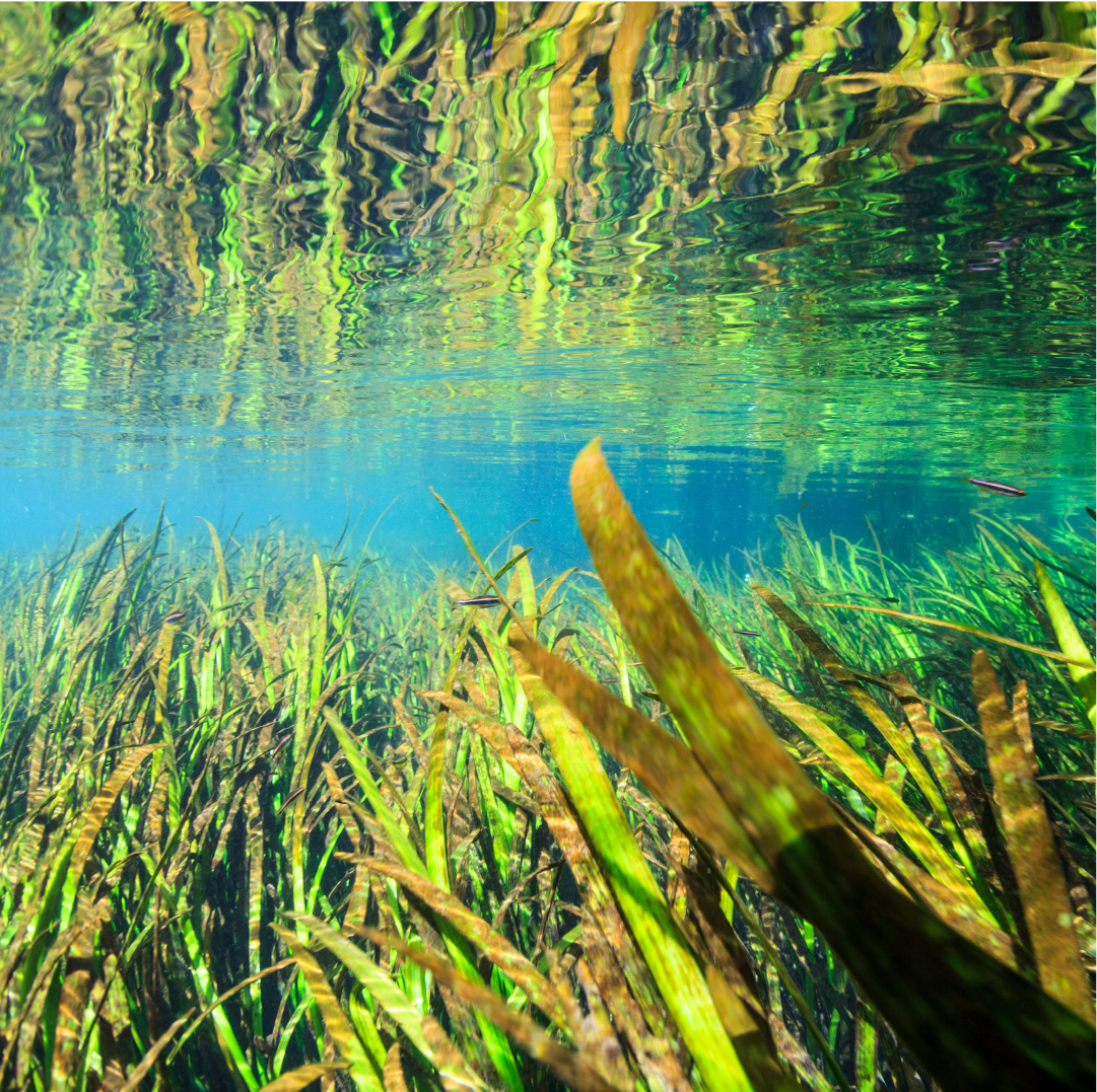 Seagrass Collection