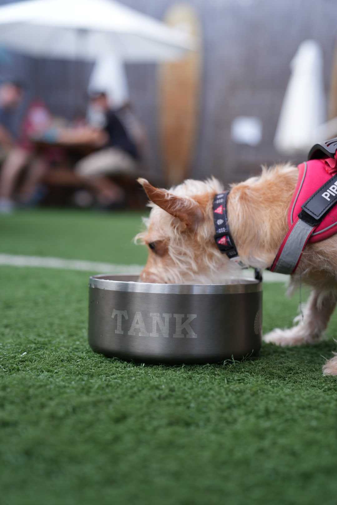 Custom Engraved Dog Bowl (TEST) - Toadfish - Smartgrip Tumblers