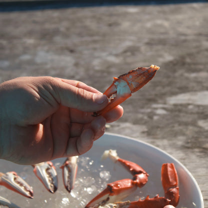 Crab Claw Cutter Kitchen Tools & Utensils Toadfish 